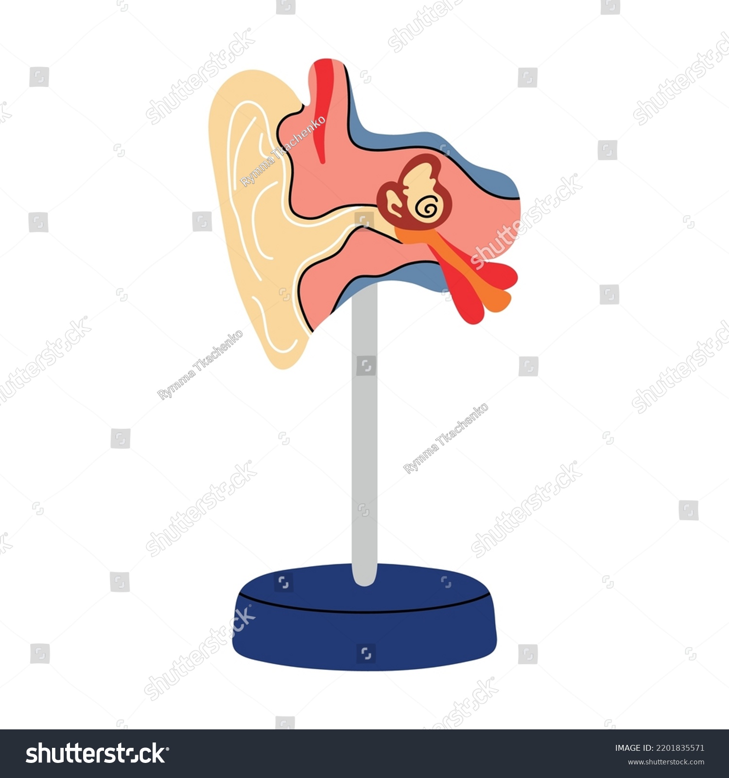 Anatomy Human Organ Ear Flat Line Stock Vector Royalty Free Shutterstock