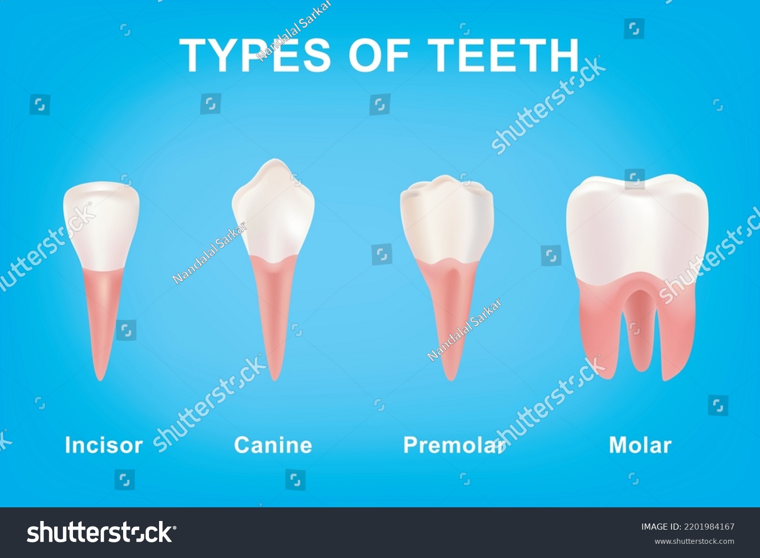 Types Human Teeth On Blue Background Stock Vector Royalty Free 2201984167 Shutterstock