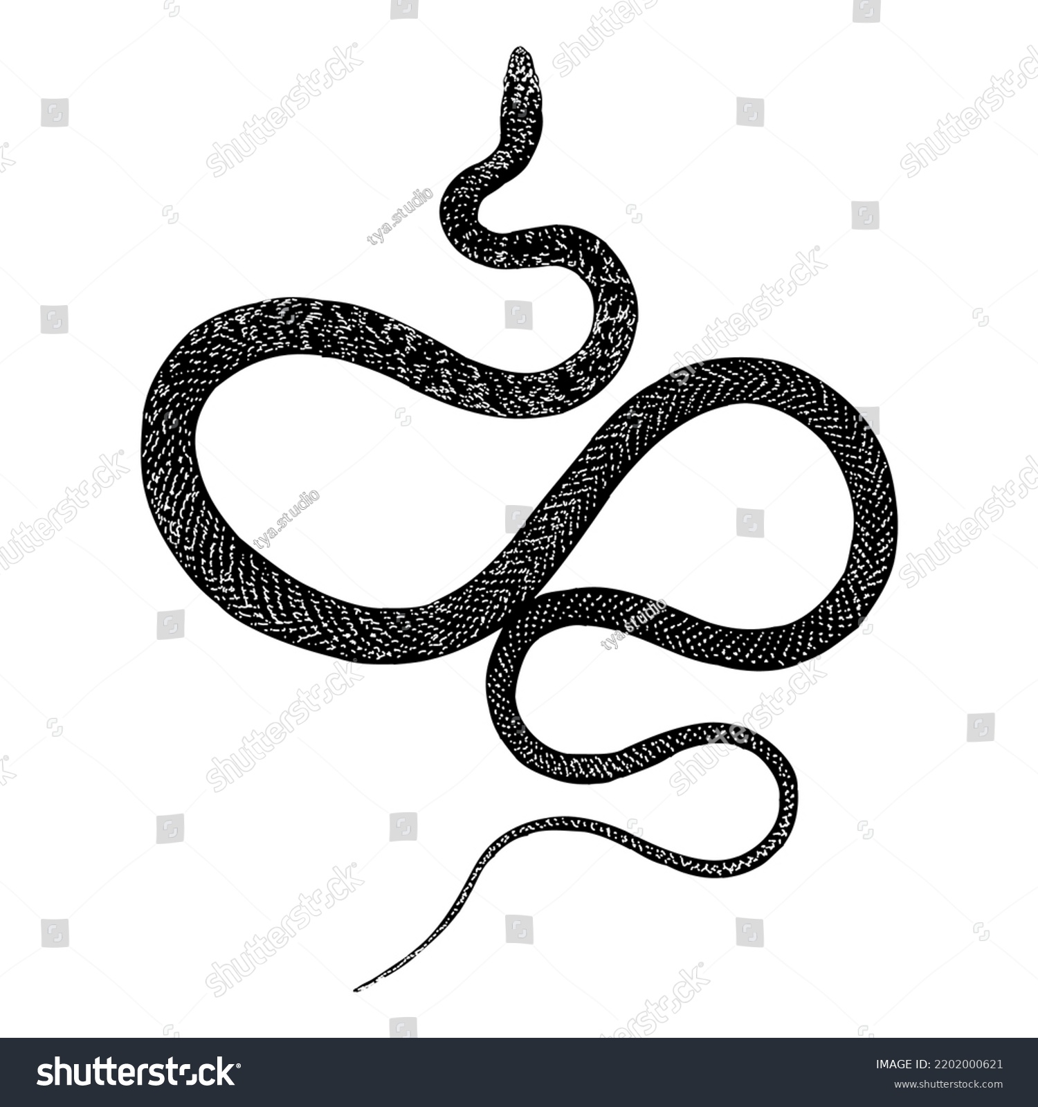 Red Racer Snake Hand Drawing Vector Stock Vector (Royalty Free ...