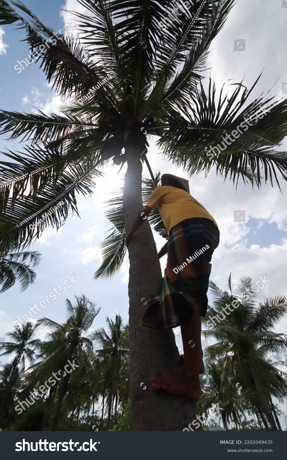 Lembar Indonesia September 15 2022 Coconut Stock Photo 2202049435 ...