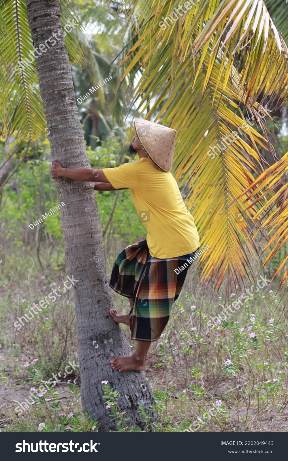 Lembar Indonesia September 15 2022 Coconut Stock Photo 2202049443 ...