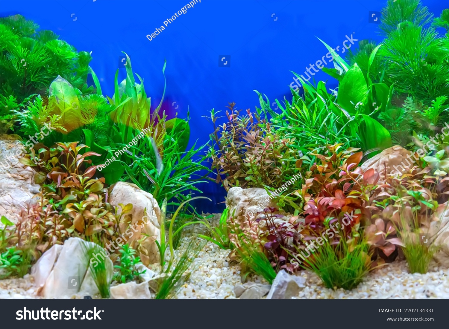 Underwater Landscape Nature Forest Style Aquarium Stock Photo ...