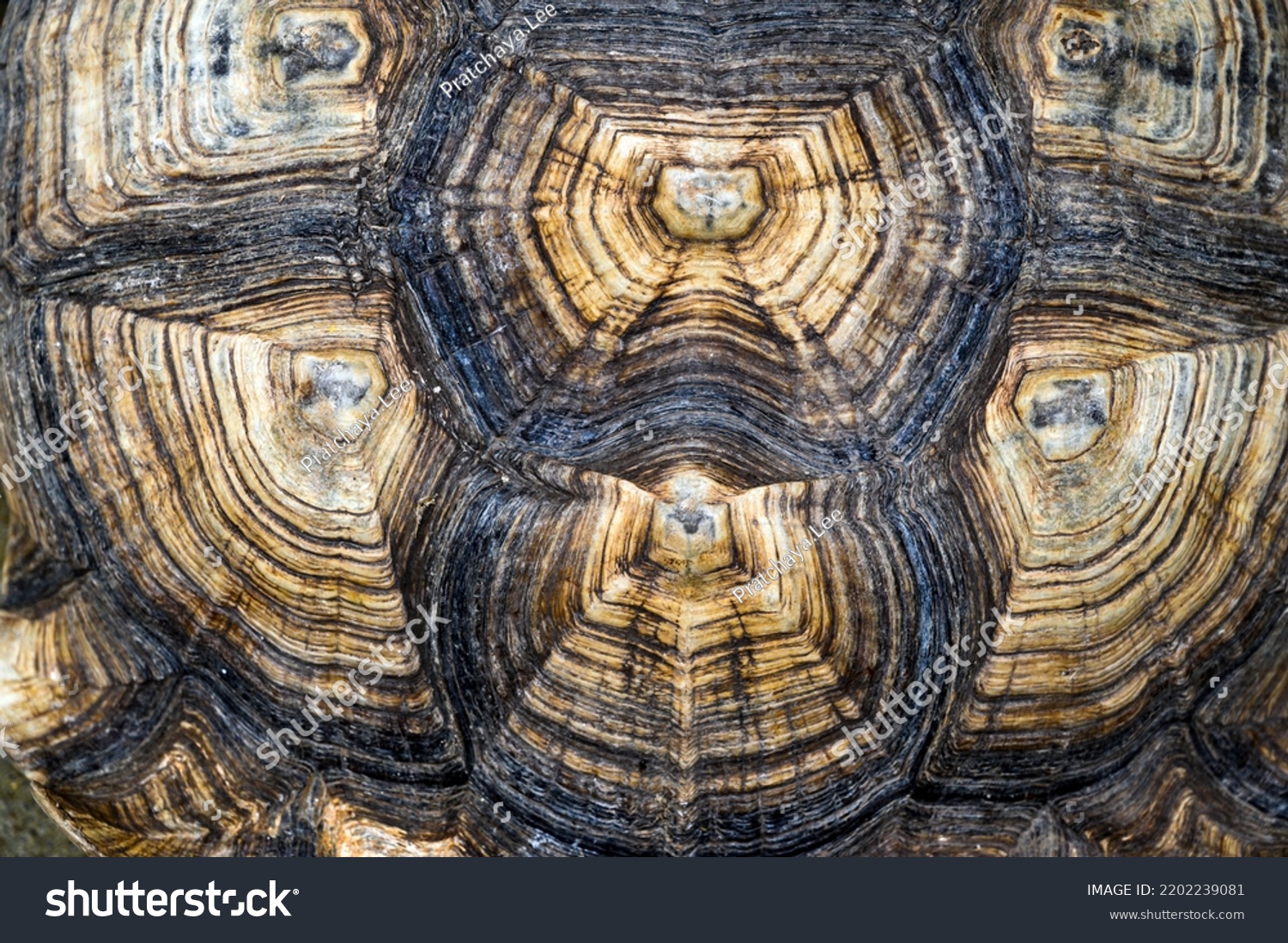 Top View Turtle Shell Sulcata Tortoise Stock Photo 2202239081 ...