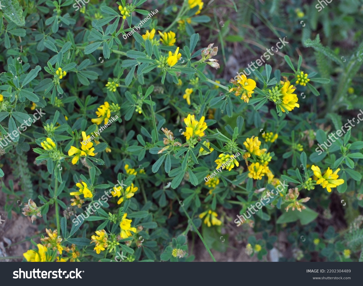 2,098 Yellow alfalfa Images, Stock Photos & Vectors | Shutterstock