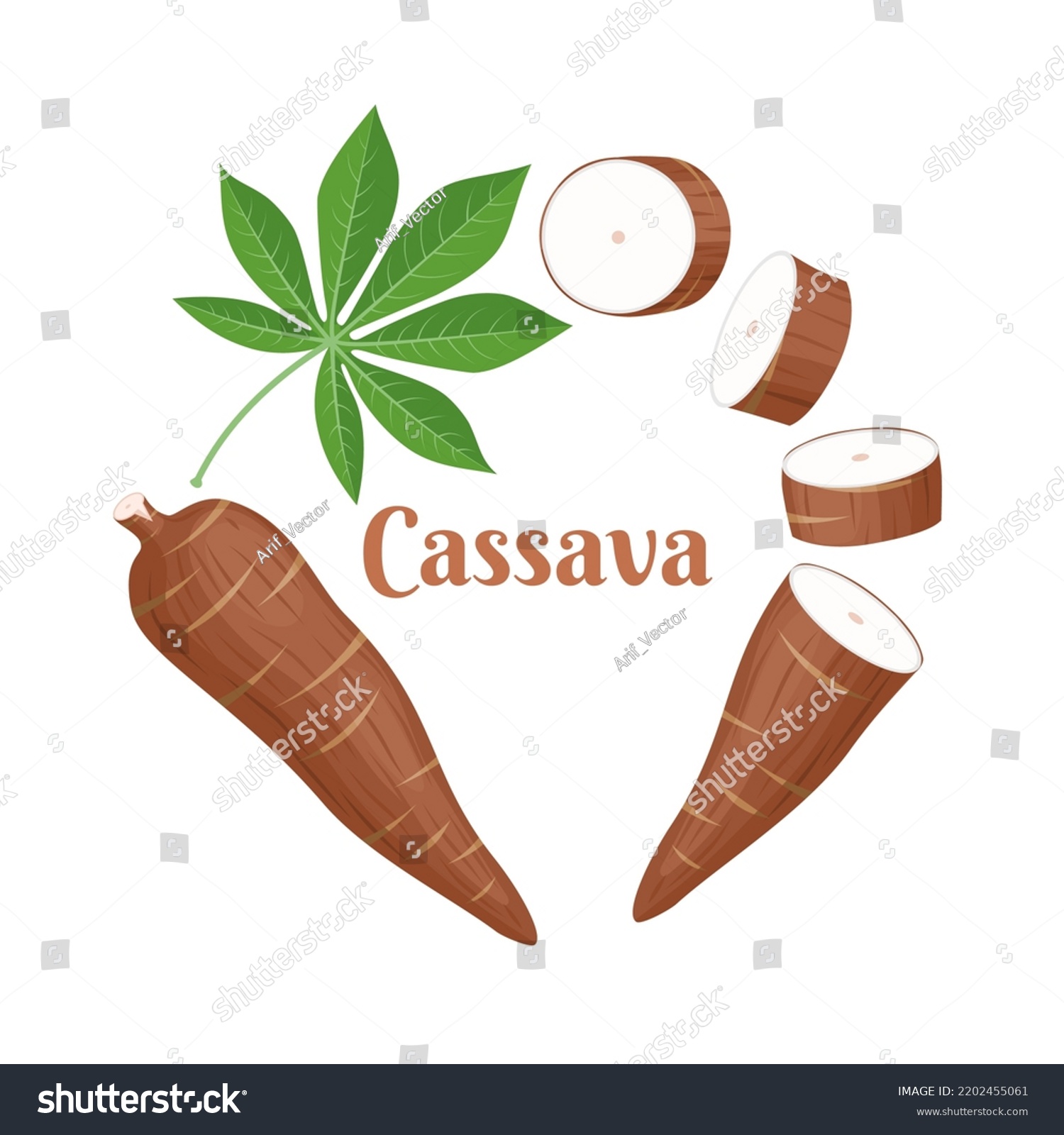 Vector Illustration Cassava Root Manihot Esculenta Stock Vector Royalty Free 2202455061 4185