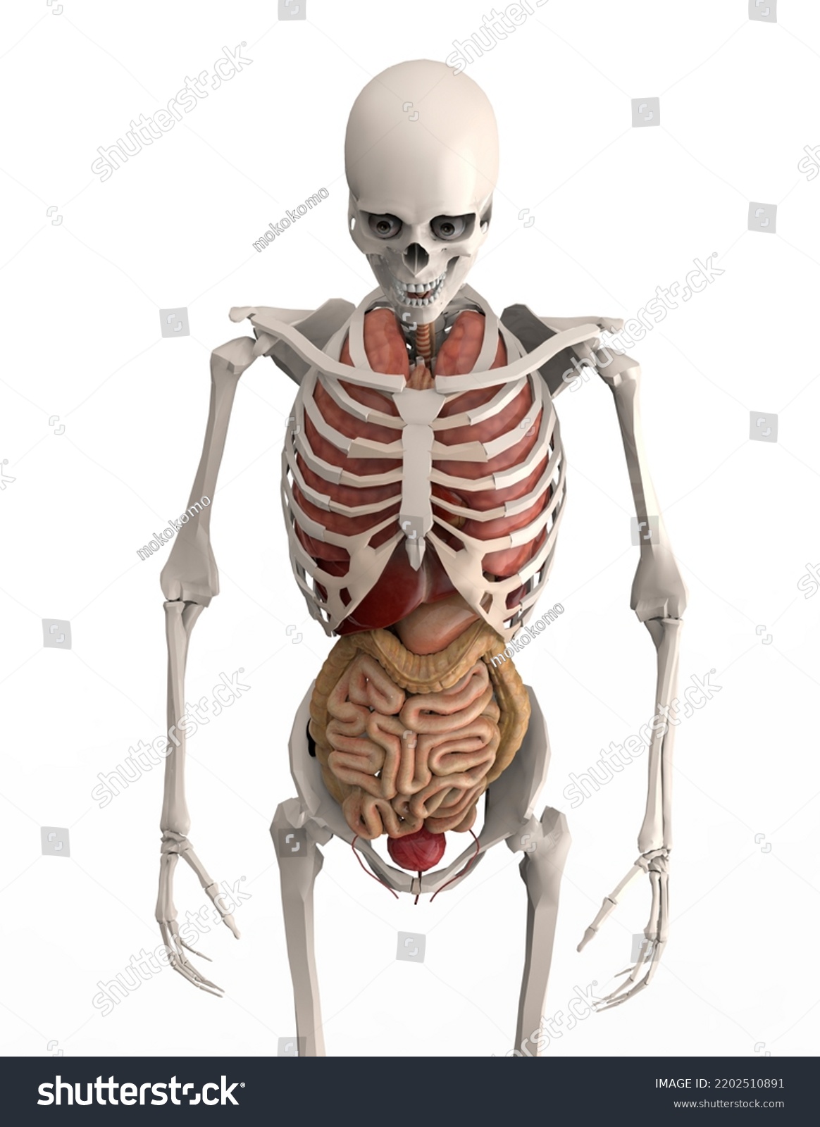 Male Human Skeleton Internal Organs By Stock Illustration 2202510891 ...