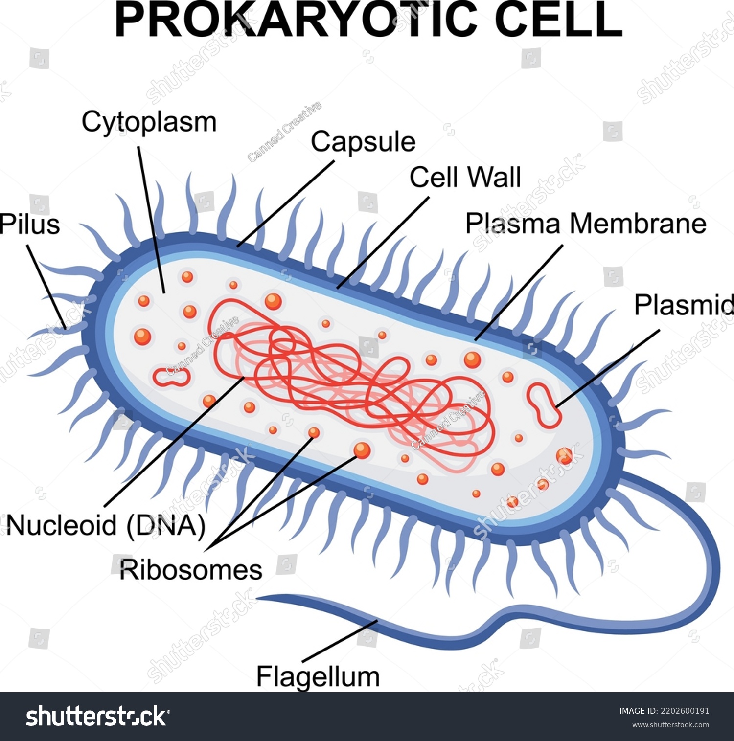 Prokaryotic Cell Structure Diagram Cross Section Stock Vector (Royalty ...