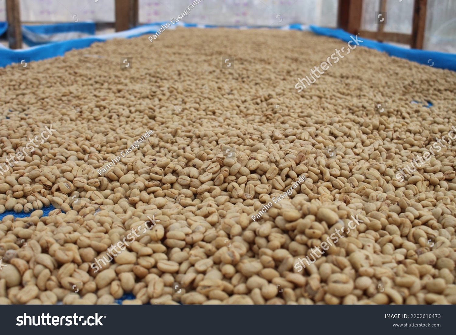 Coffee Plantation Bolivian Mountain Jungle Stock Photo 2202610473 ...