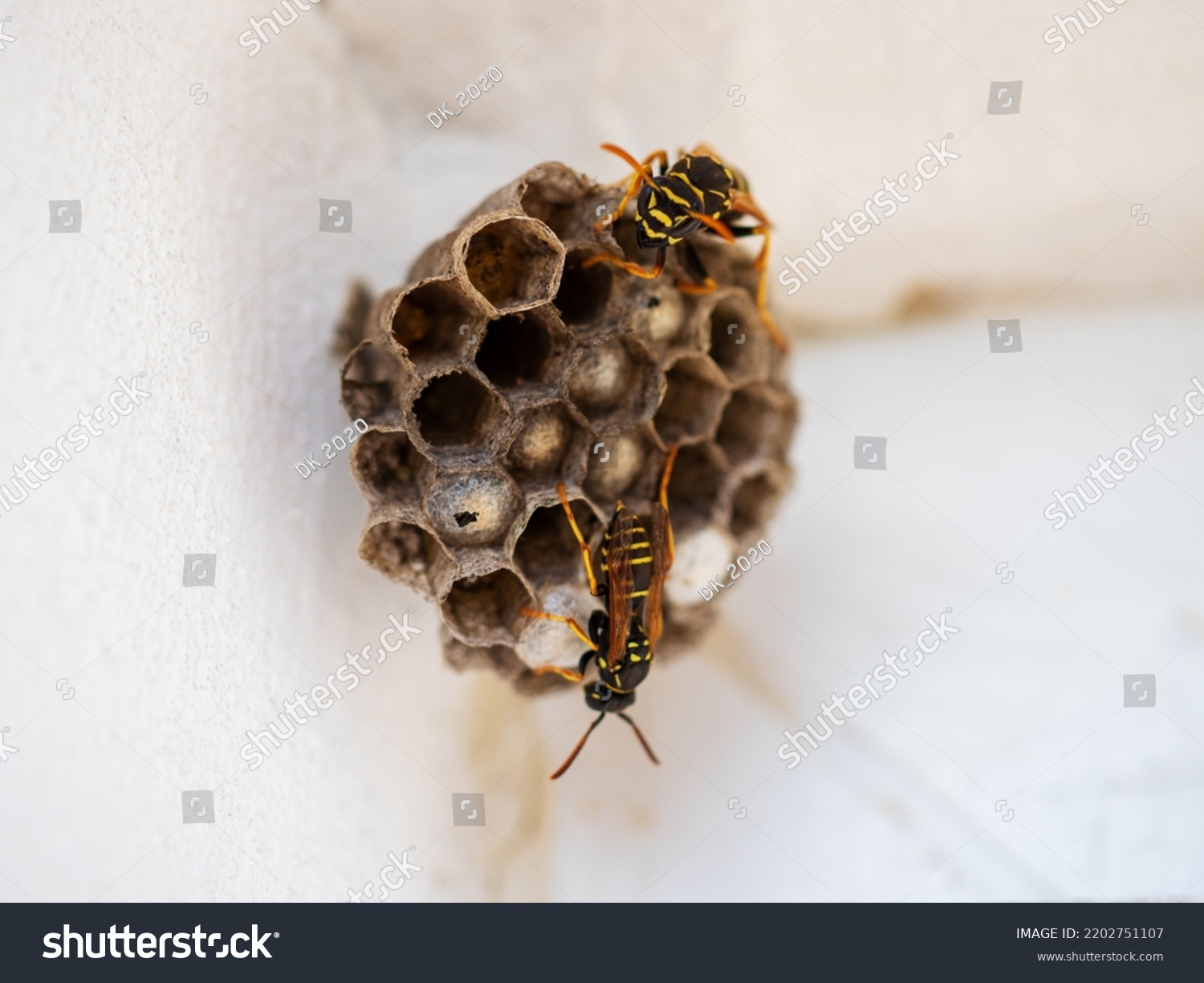 Closeup Flat Wasp Nest Wasps Larvae Stock Photo 2202751107 | Shutterstock