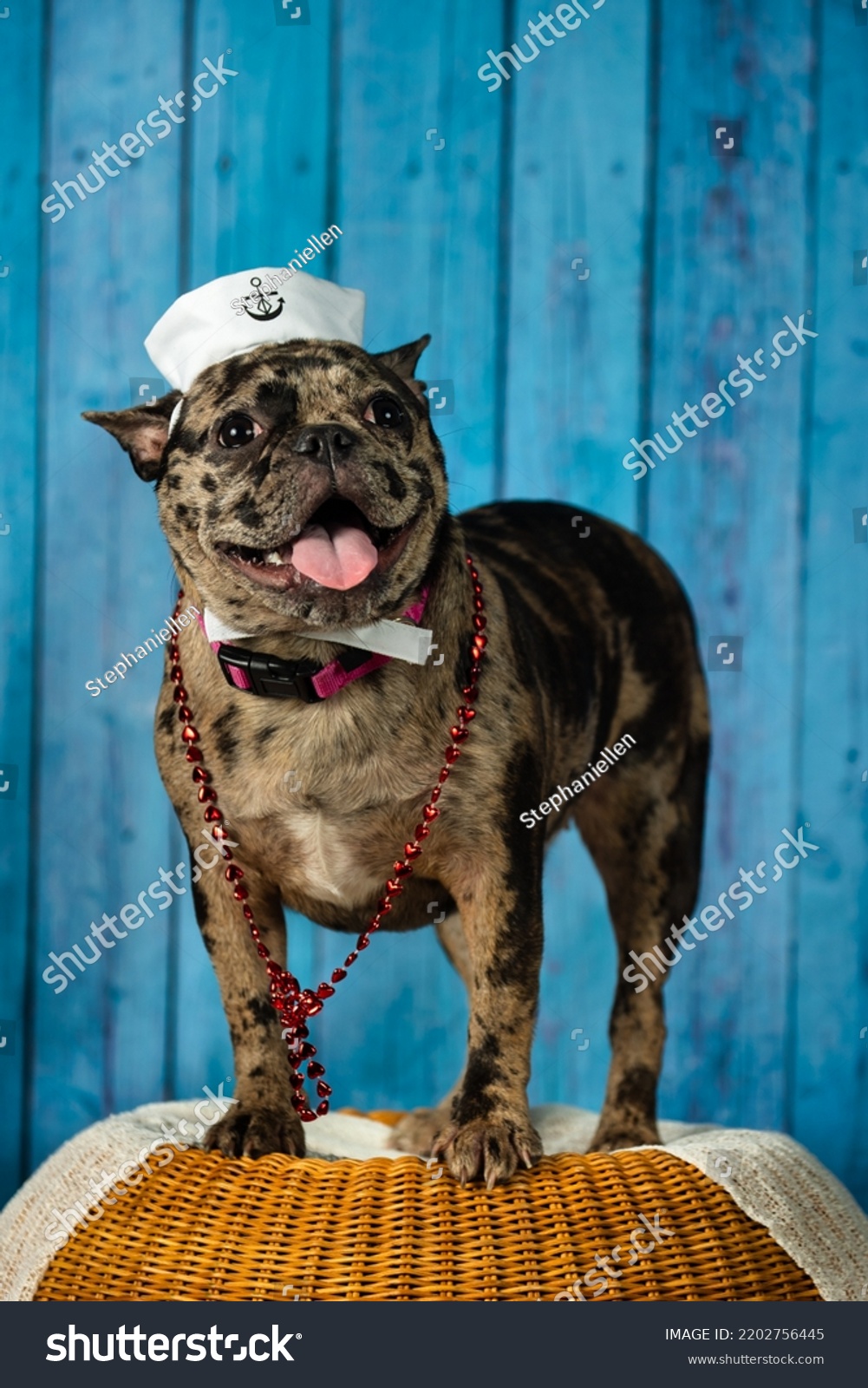 86 Bulldog In Sailor Hat Images, Stock Photos & Vectors | Shutterstock