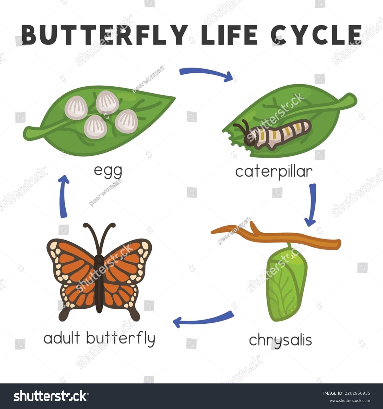 Butterfly Life Cycle Diagram Chart Science Stock Vector (Royalty Free ...
