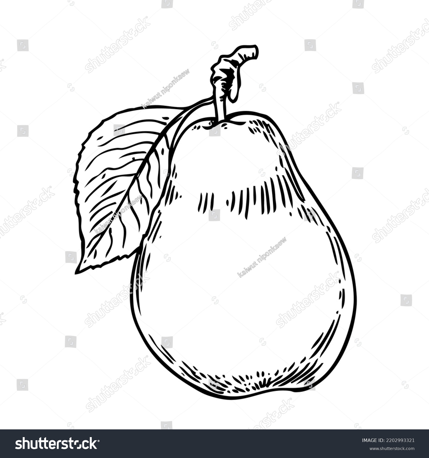 Pear Ink Sketch Isolated On White Stock Vector (Royalty Free ...