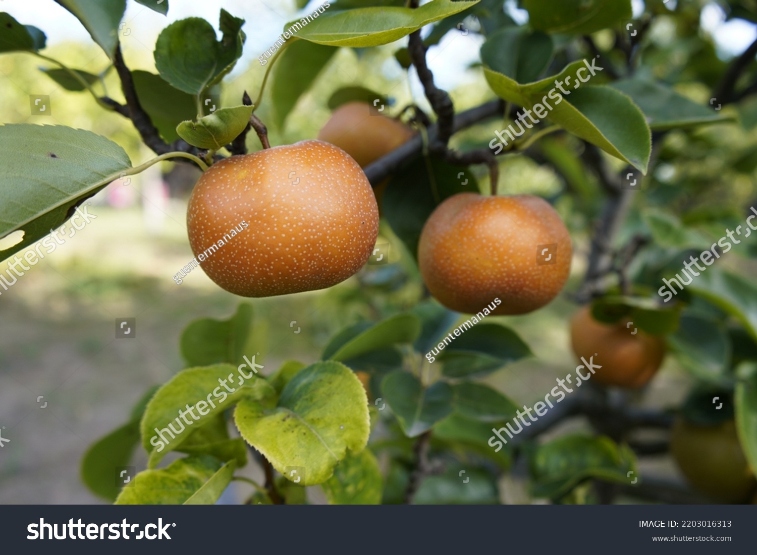 Pyrus Pyrifolia Species Pear Tree Native Stock Photo 2203016313