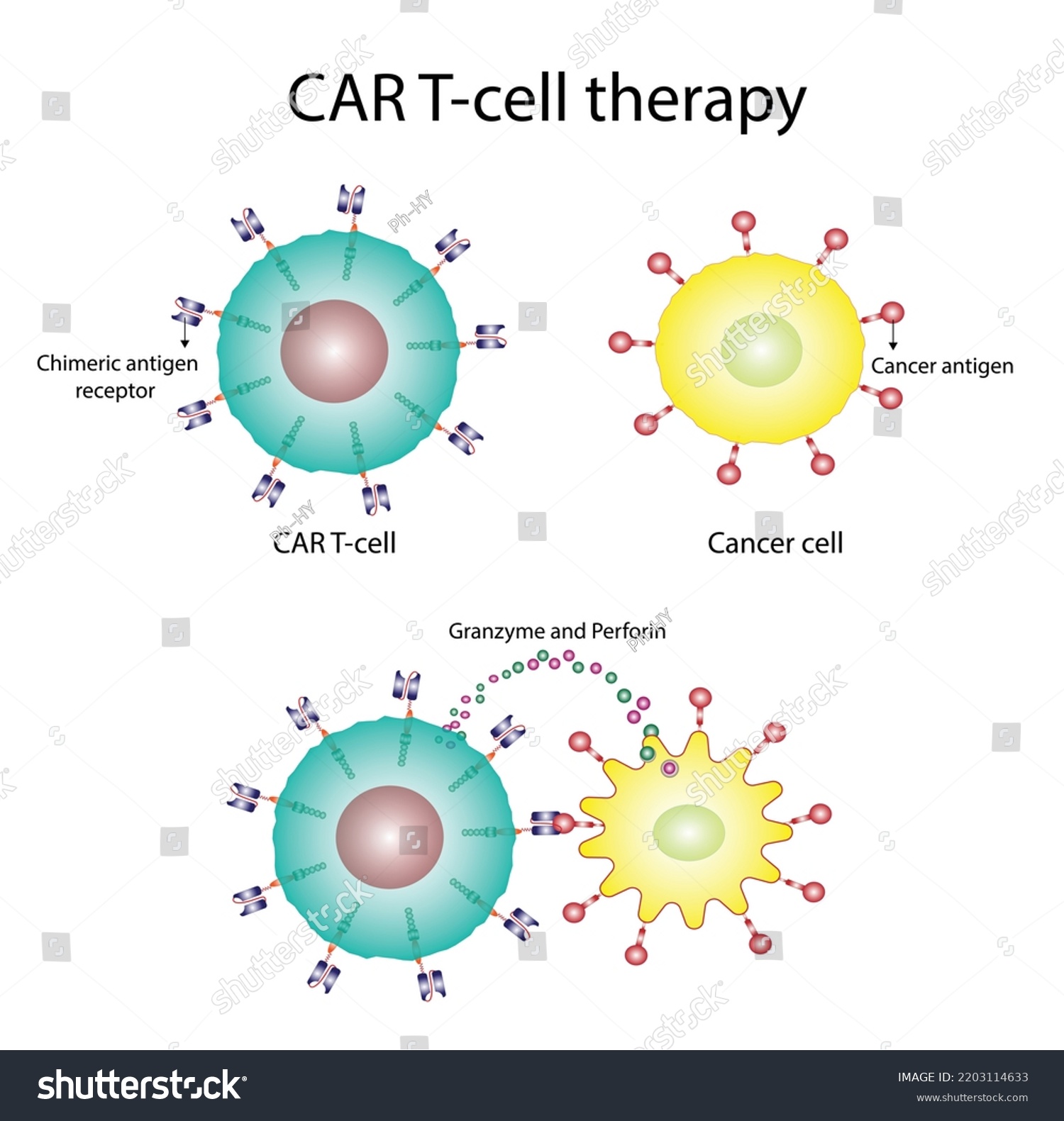 Car Tcell Therapy Cancer Treatment Cancer Stock Vector (Royalty Free ...