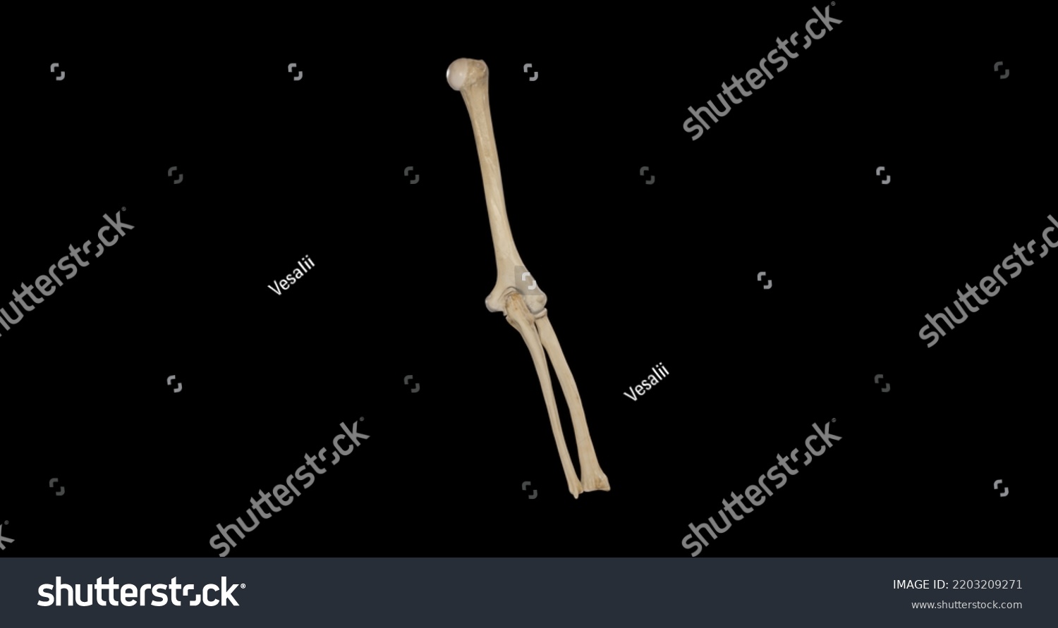 Posterior View Bones Right Arm Forearm Stock Illustration 2203209271 ...