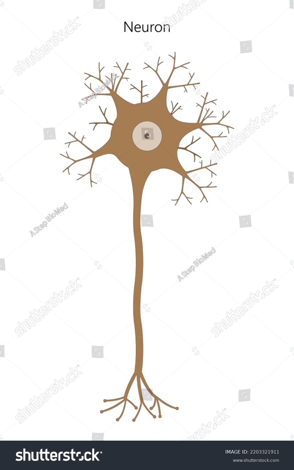 Neuron Neuronal Structure Vector Illustration Stock Vector Royalty Neuron Neuronal Structure Vector Illustration Stock Vector Royalty