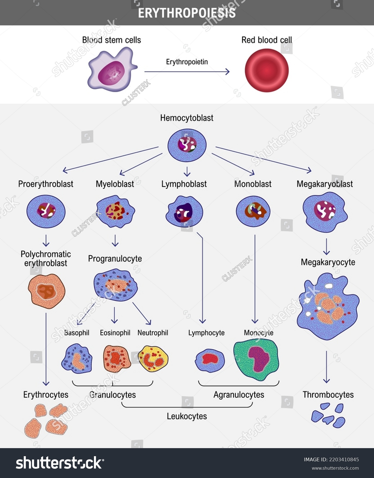 Erythropoiesis Development Red Blood Cell Erythrocyte Stock Vector ...