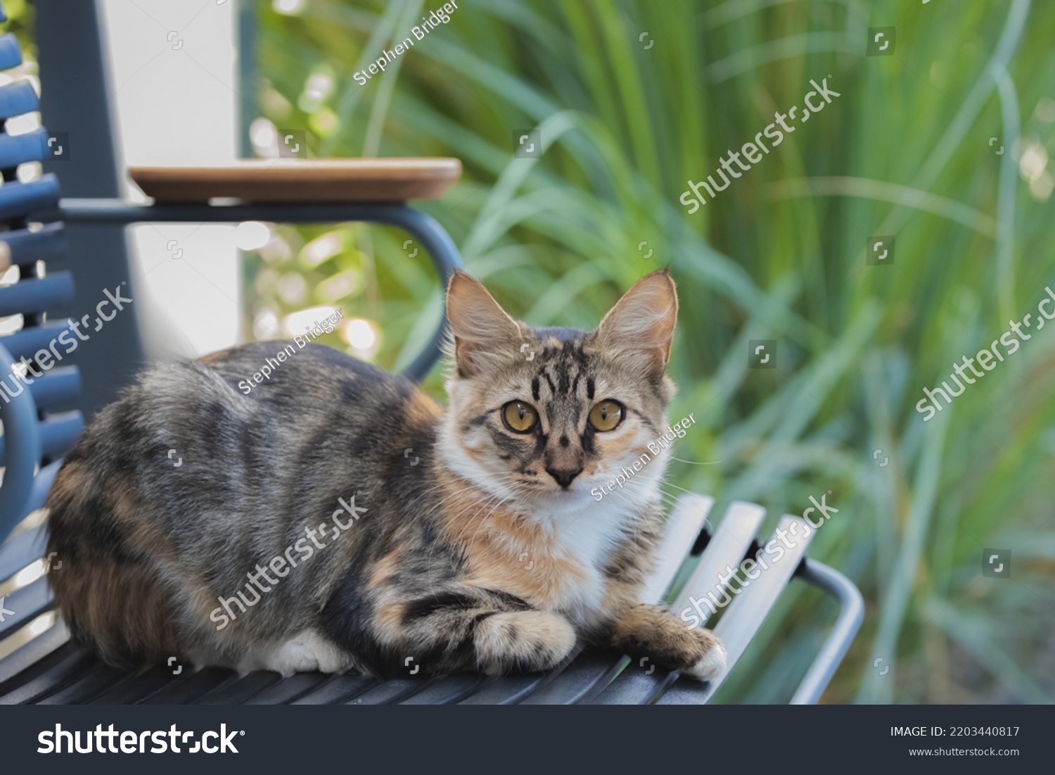 Closeup Portrait Young Tabby Cat On Stock Photo 2203440817 | Shutterstock