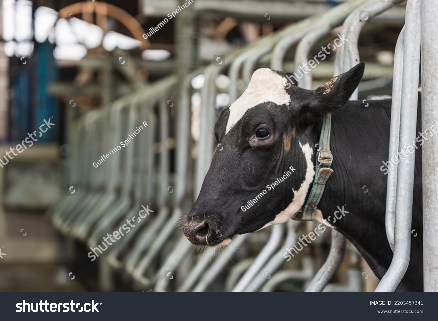 Portrait Profile Black White Cow Chained Stock Photo 2203457341 ...