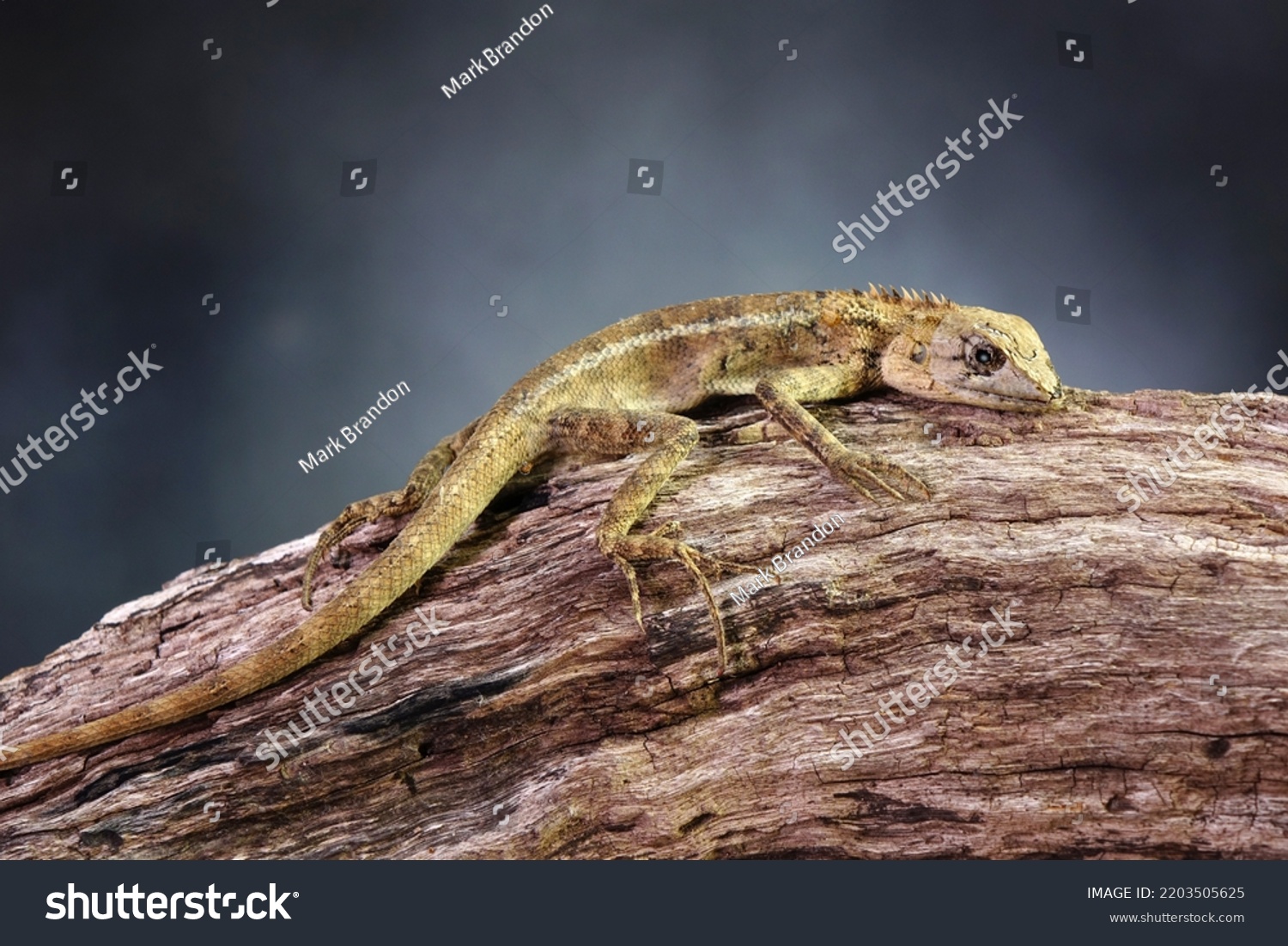 Common Garden Lizard Molting On Tree Stock Photo 2203505625 Shutterstock