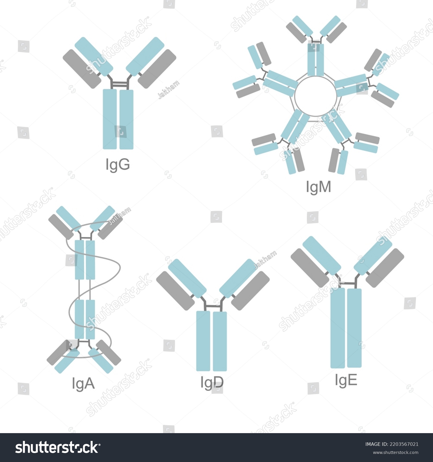 Classification Immunoglobulin Ig Isotype That Showed Stock Vector ...