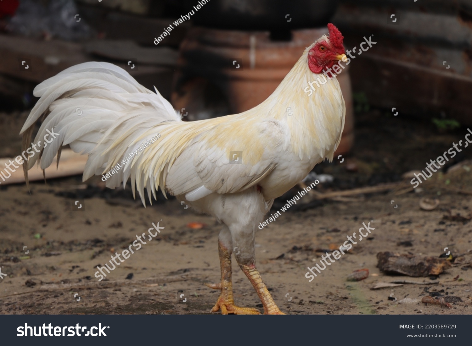 white serama chickens