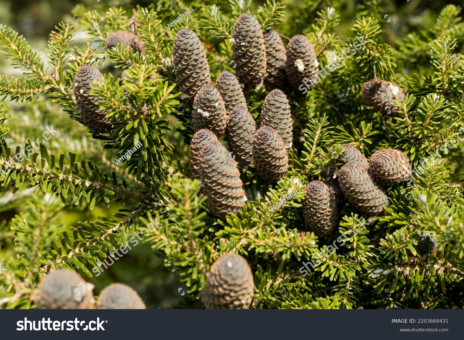 Branch Korean Fir Tree Abies Koreana Stock Photo 2203668431 Shutterstock