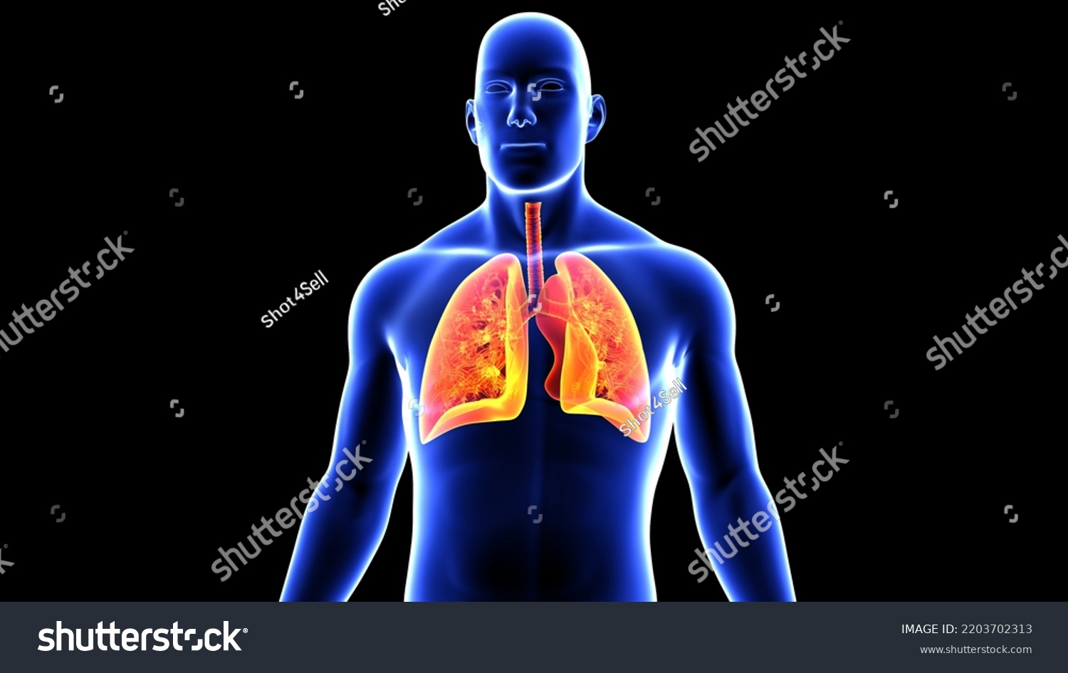 Human Lungs Anatomy 3d Illustration Stock Illustration 2203702313