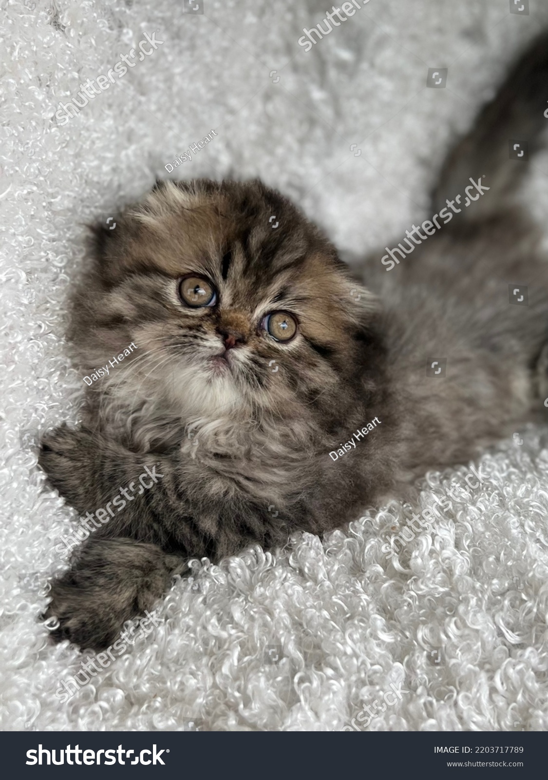 Scottish Fold Brown Kitten Laying On Stock Photo 2203717789 | Shutterstock