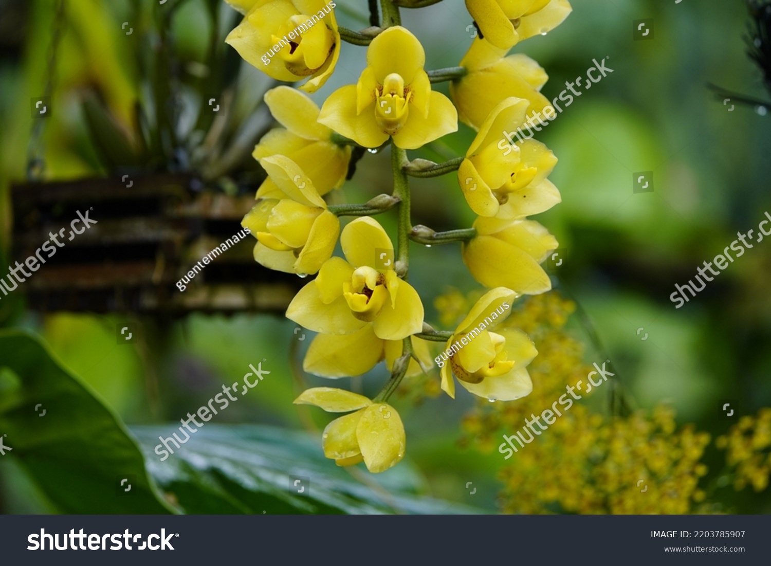 Acineta Chrysantha Species Orchid Found Forest Stock Photo 2203785907 ...