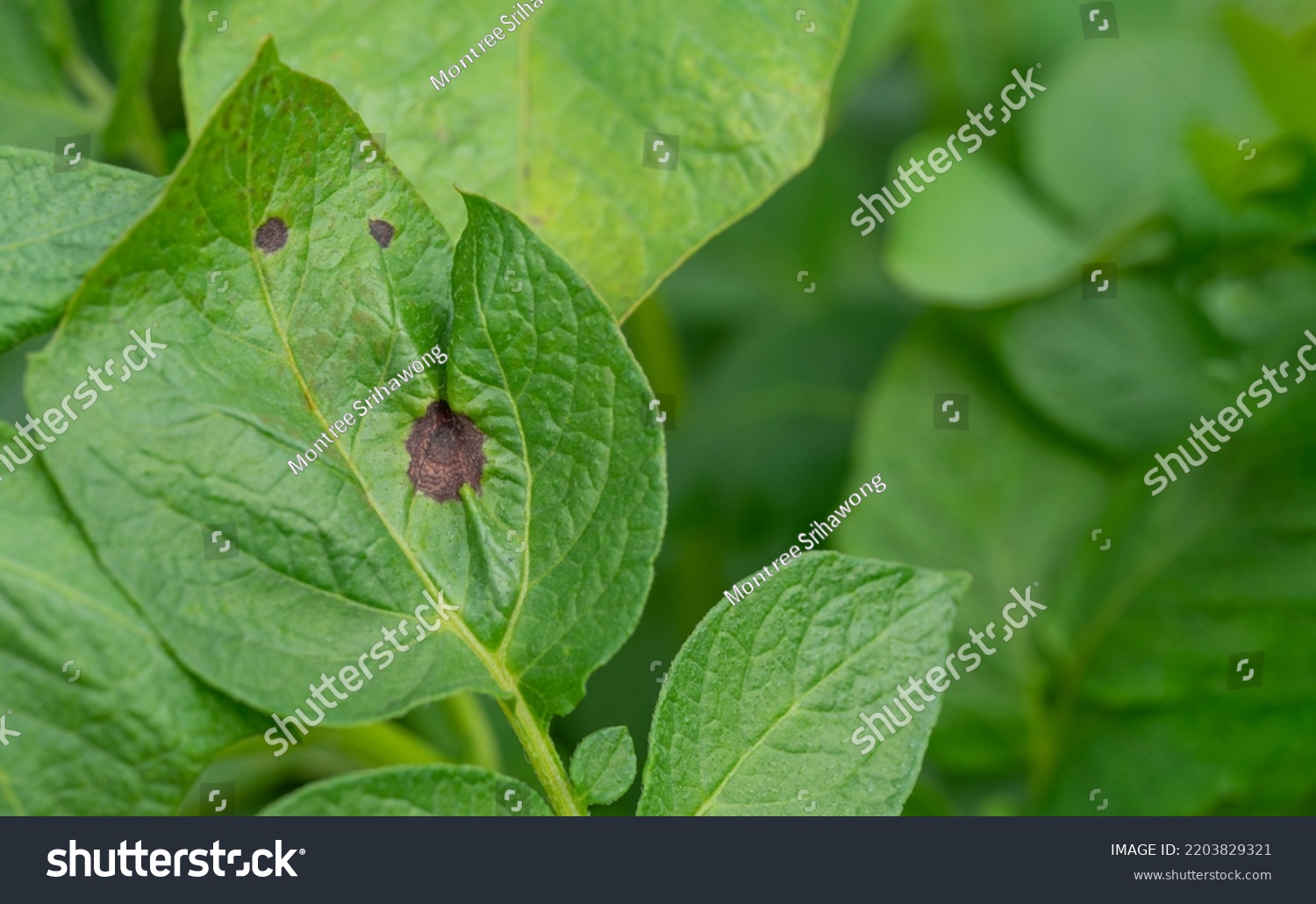 Early Blight Potato Disease Caused By Stock Photo 2203829321 Shutterstock