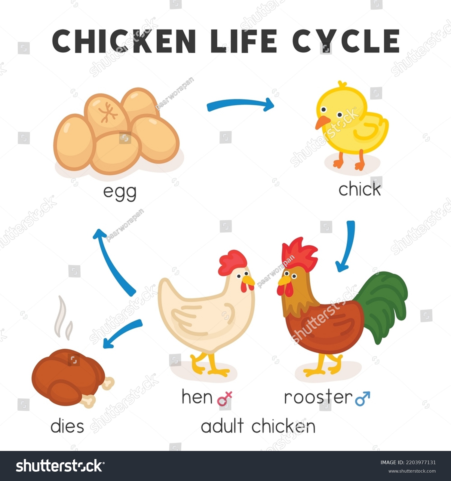 Chicken Life Cycle Diagram Chart Science Stock Vector (Royalty Free ...