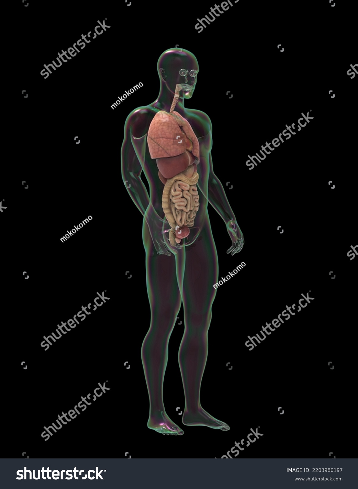 3d Male Human Body Organs Stock Illustration 2203980197 | Shutterstock