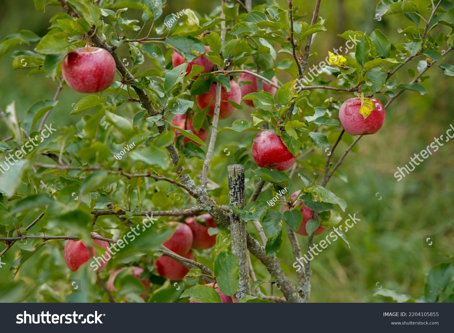 Young Apple Tree Fruits Autumn Stock Photo 2204105855 Shutterstock