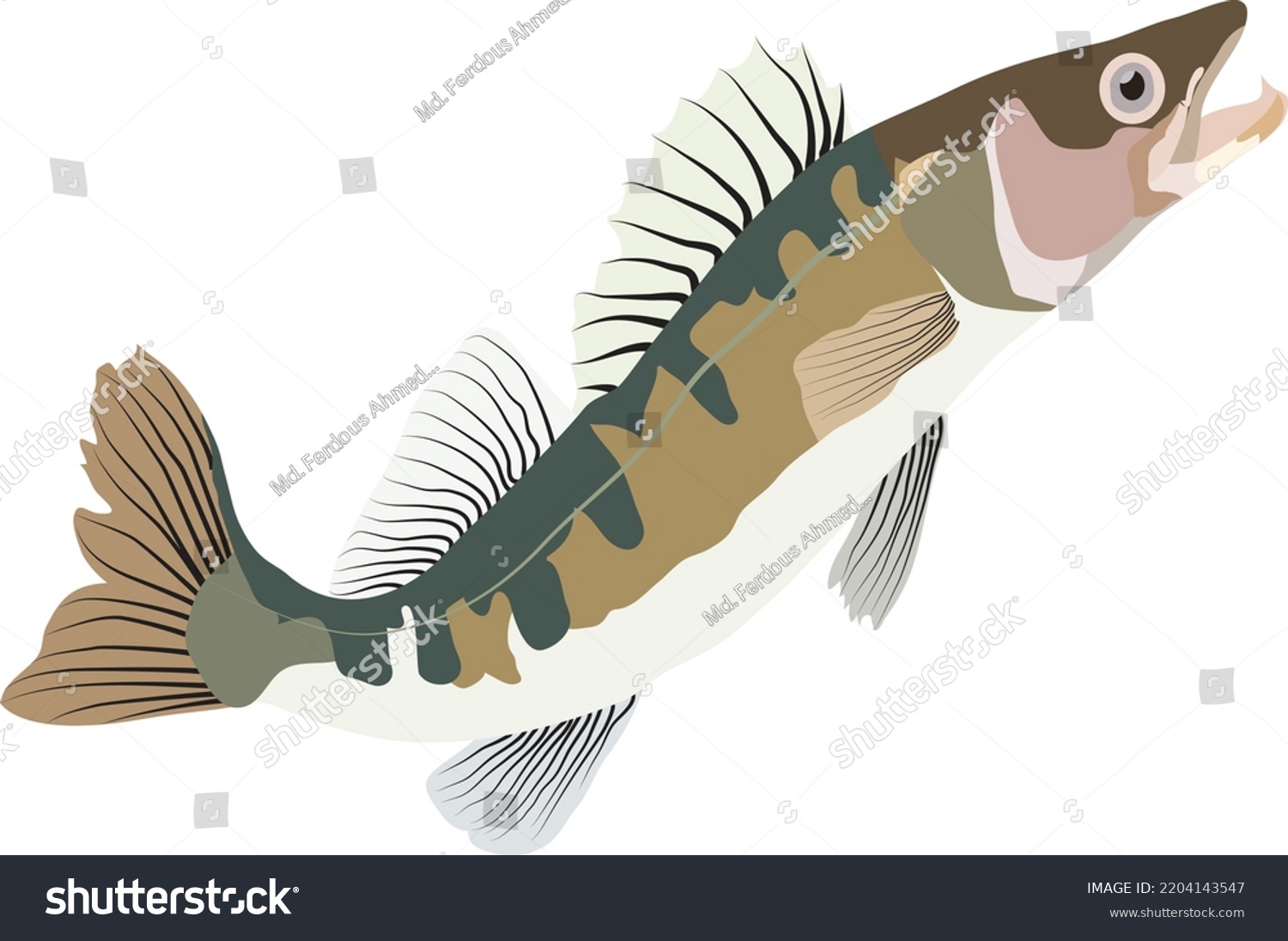 Zander Fish Vector Artwork This Eps Stock Vector (Royalty Free ...