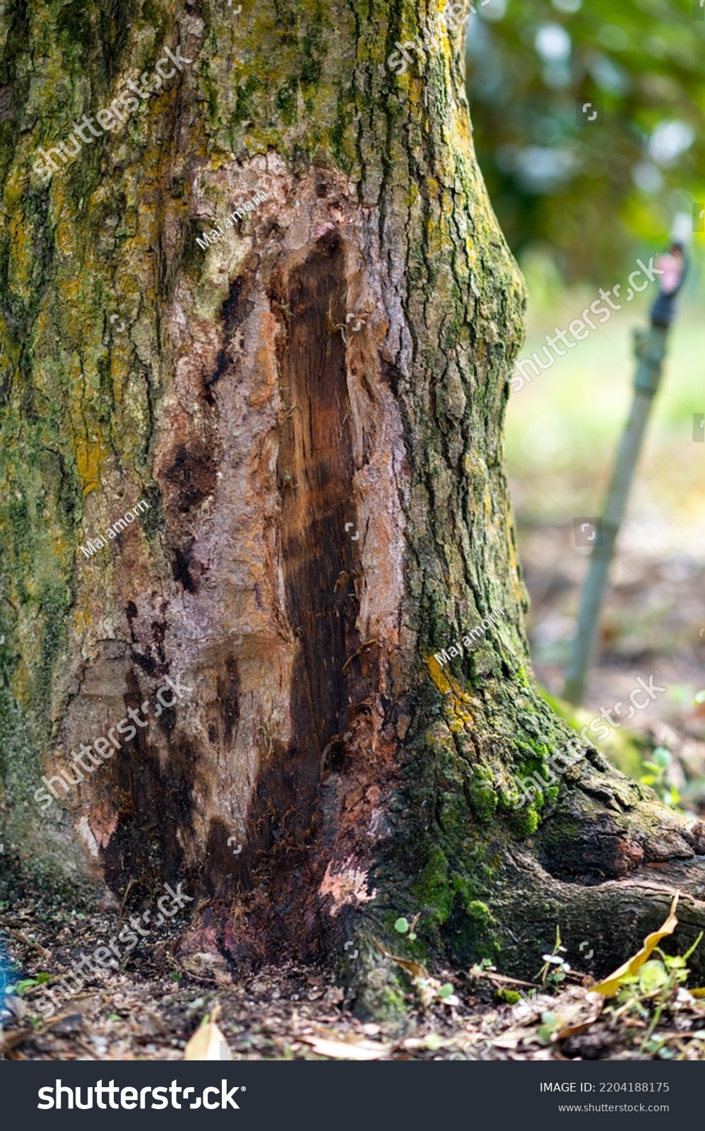 Problem Durian Garden Tree Use Treatment Stock Photo 2204188175 ...