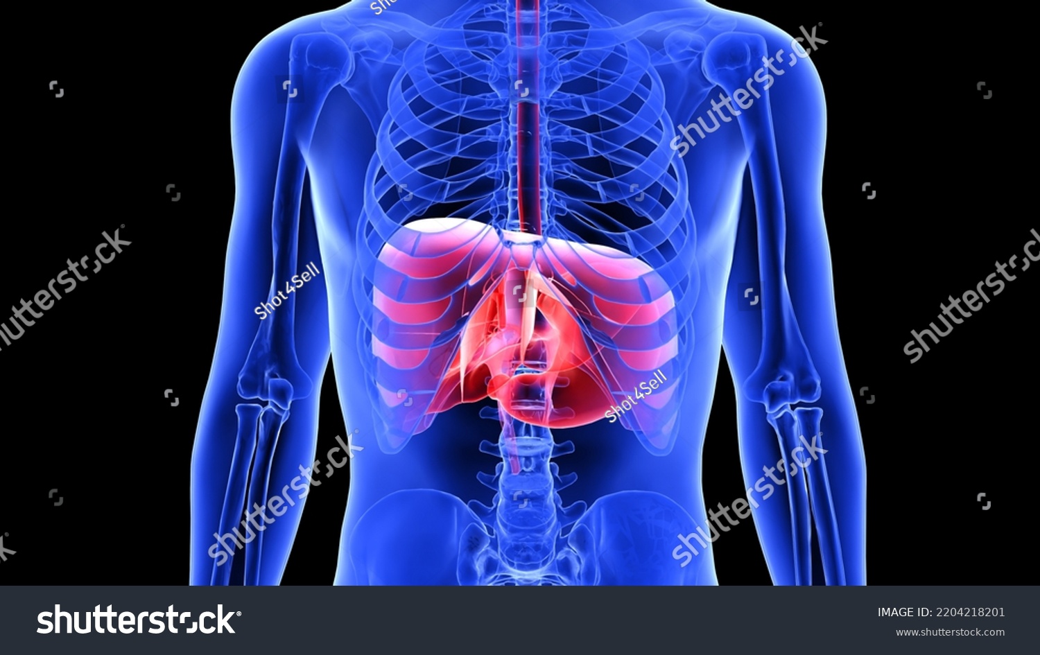 Human Liver Stomach Anatomy 3d Illustration Stock Illustration ...