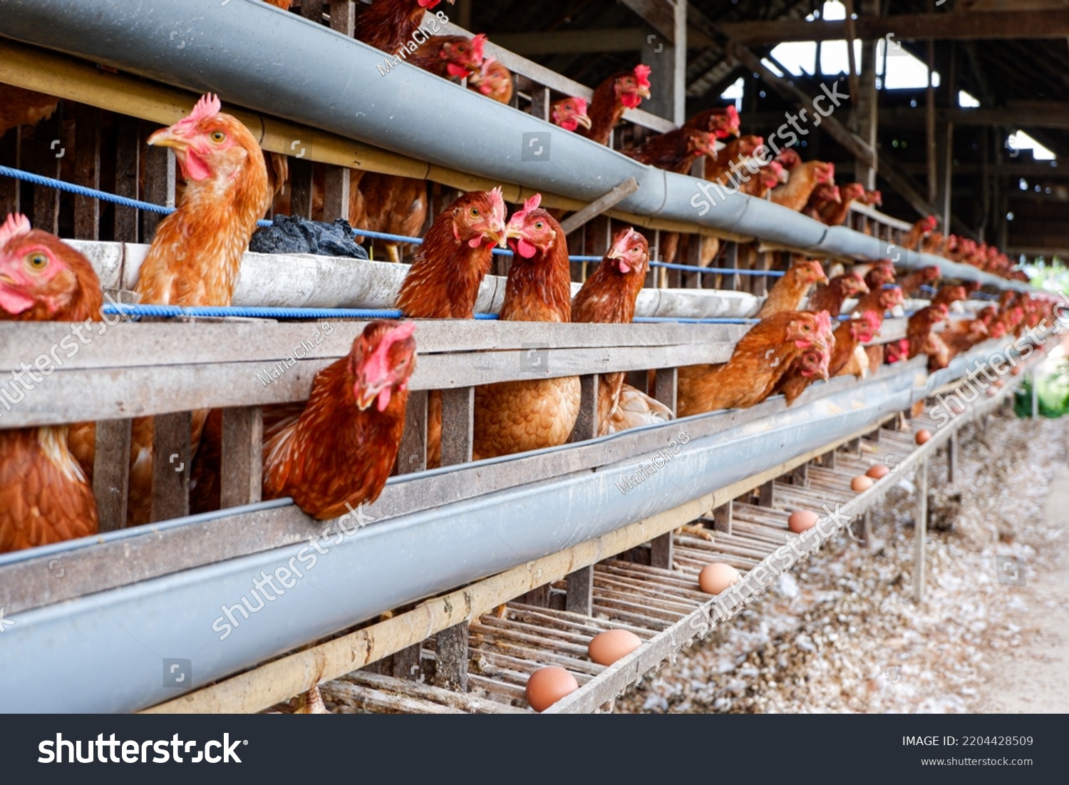 Chicken Poultry Farm Egg Production Farming Stock Photo 2204428509