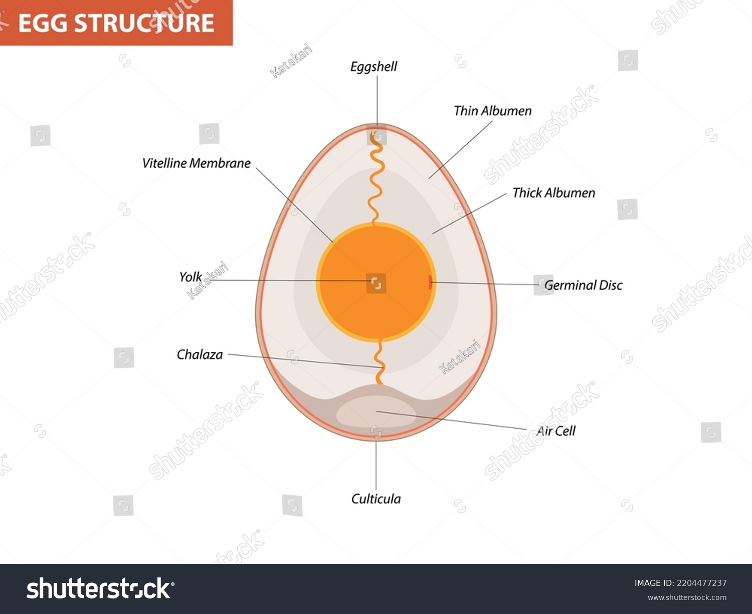 Egg Embryo Anatomy Section Bird Chicken Stock Vector (Royalty Free ...