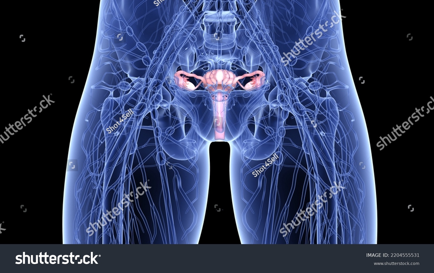 Human Female Reproductive System Anatomy 3d Stock Illustration ...