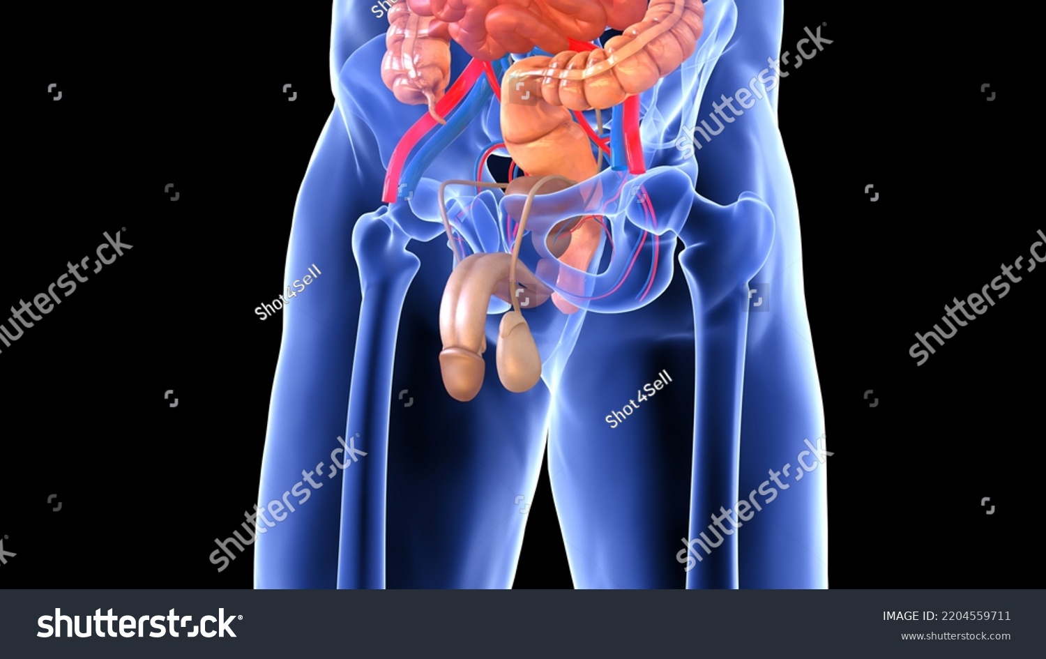 Human Reproductive System Organs Anatomy 3d Stock Illustration 2204559711 Shutterstock