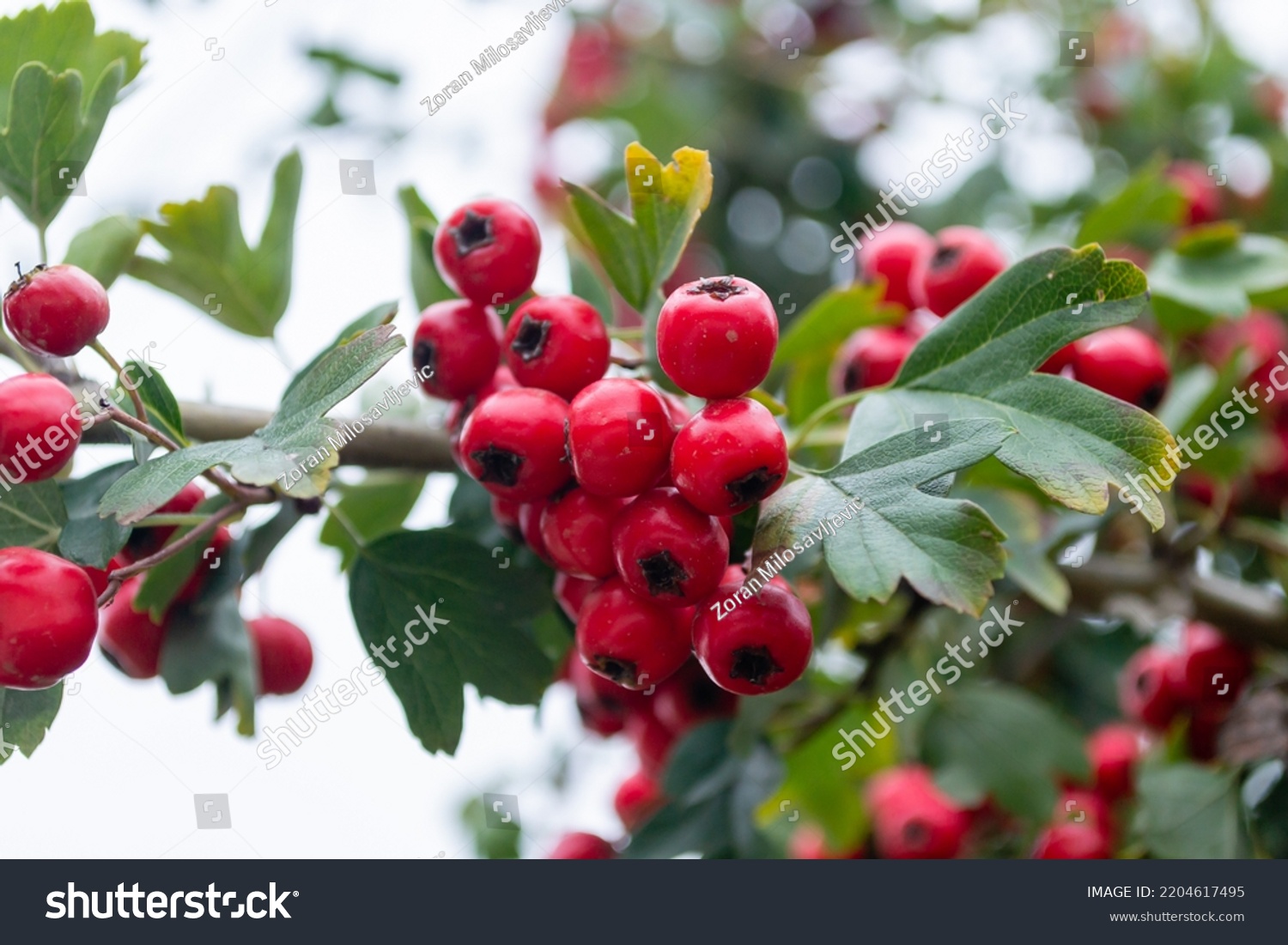 Crataegus Monogyna Tree Many Fruits Crataegus Stock Photo 2204617495 ...