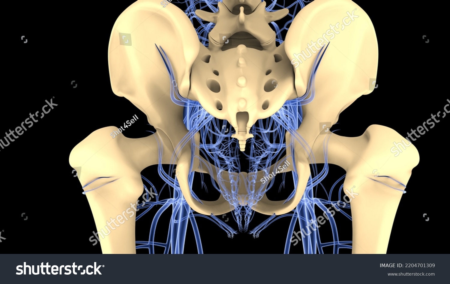 Female Reproductive System Blood Vessels Nervous Stock Illustration 