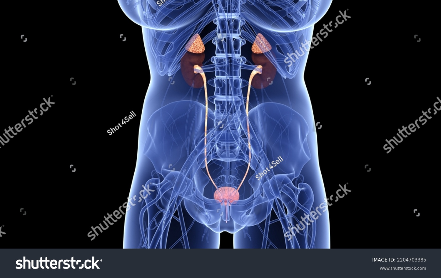 Human Skeleton Kidney Anatomy 3d Illustration Stock Illustration ...