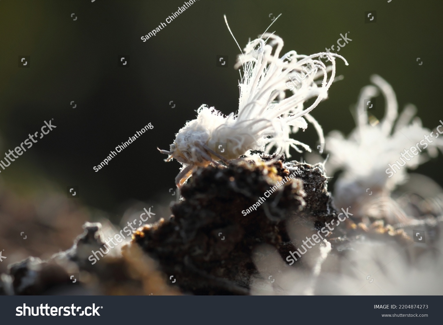 Durian Psyllid Allocarsidara Malayensis Crawford Beautiful Stock Photo ...