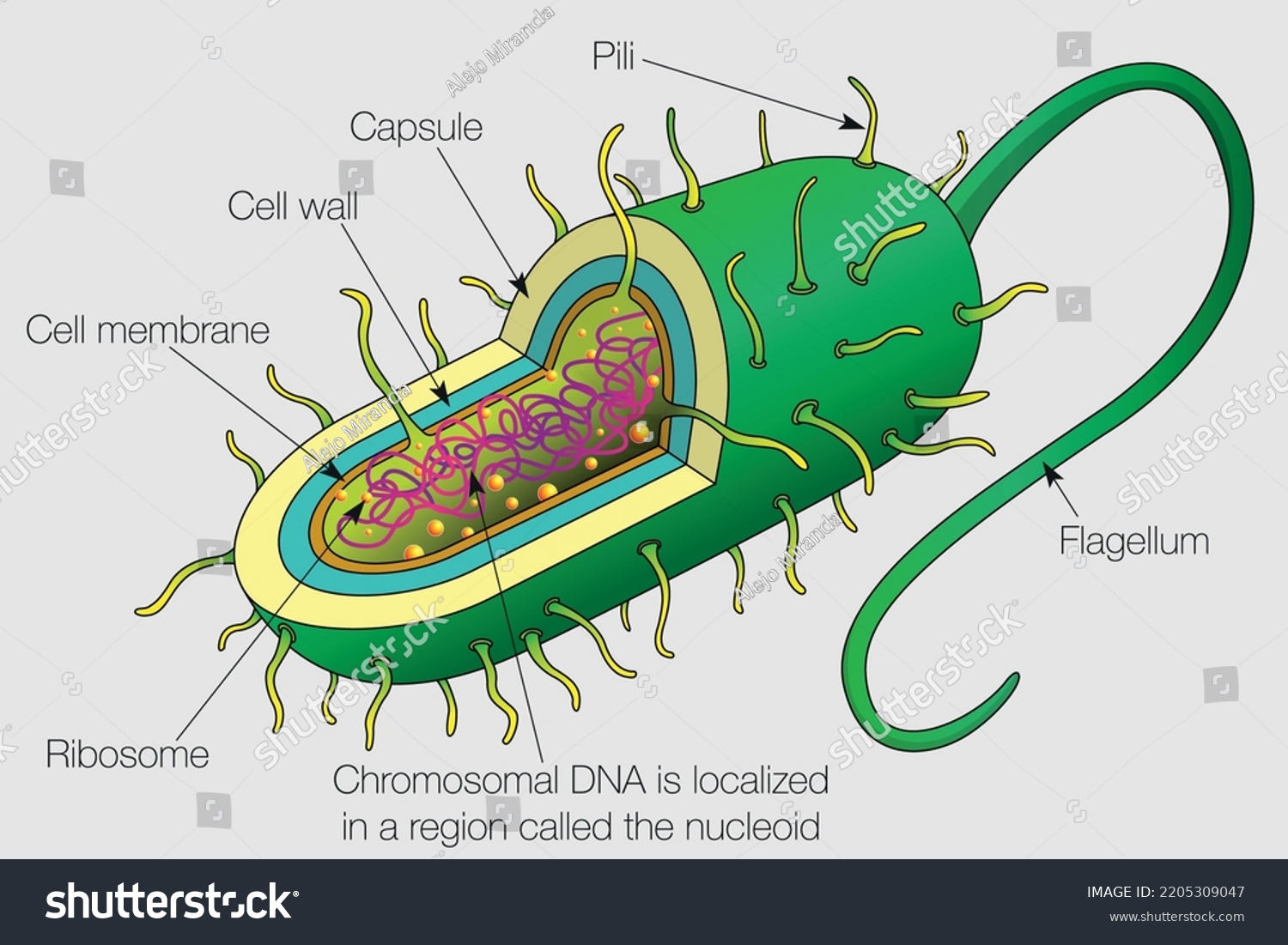 Graphic Shows Parts Bacterium Cell Their Stock Vector (Royalty Free ...