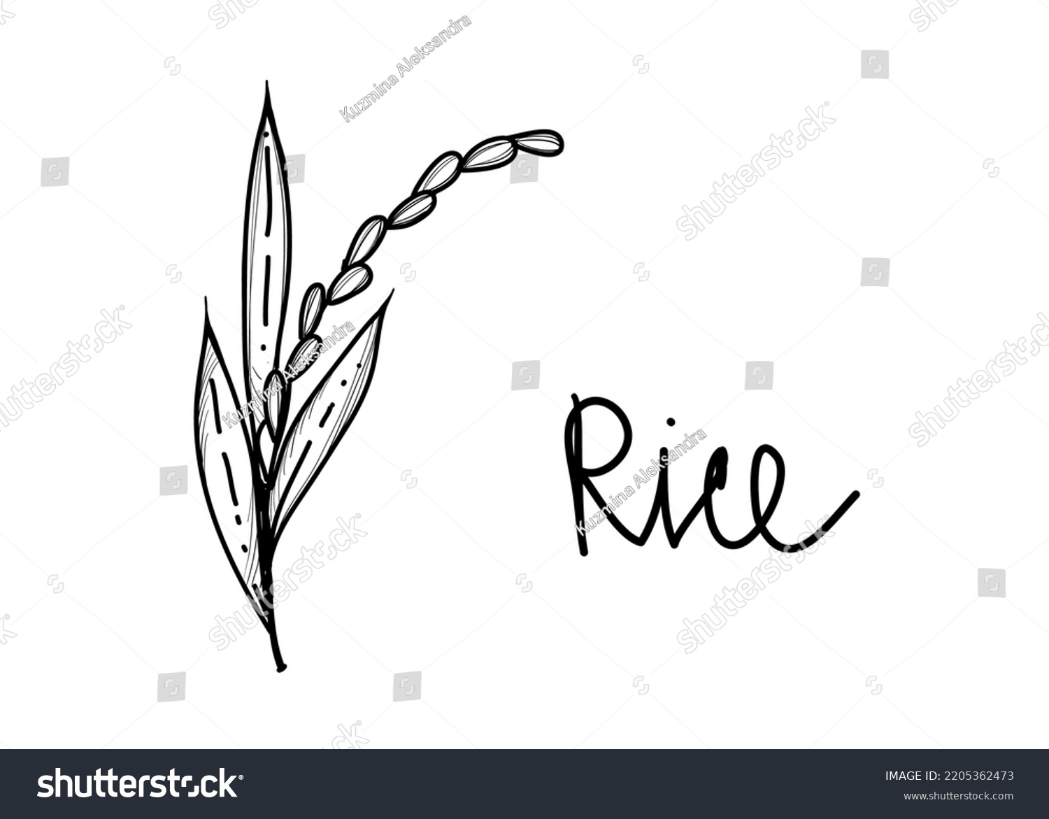 Hand Drawn Sketch Black White Rice Stock Vector (Royalty Free