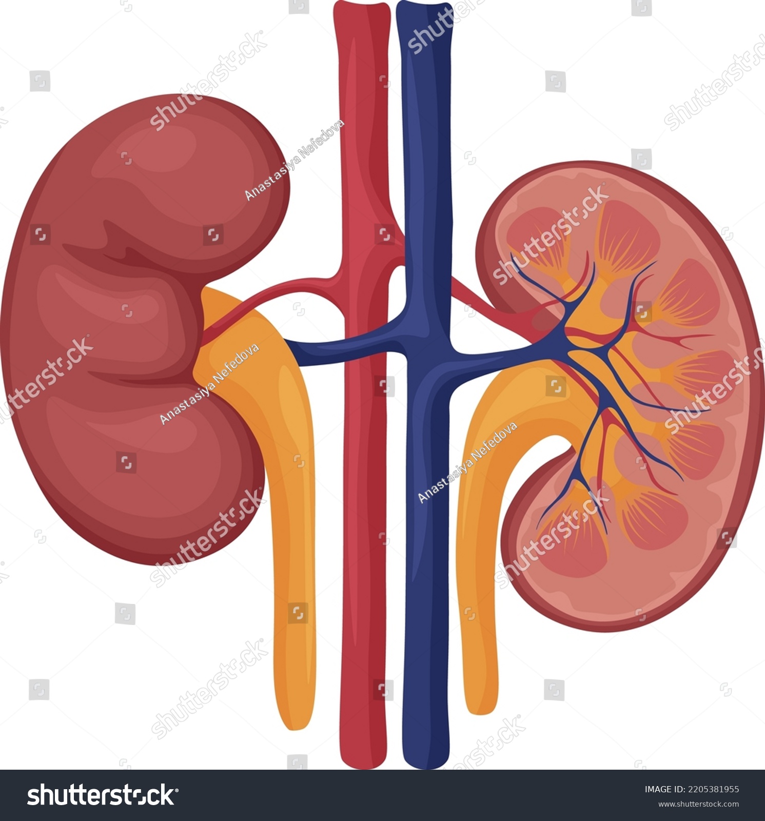 Human Kidneys Image Human Kidneys Internal Stock Vector (Royalty Free ...