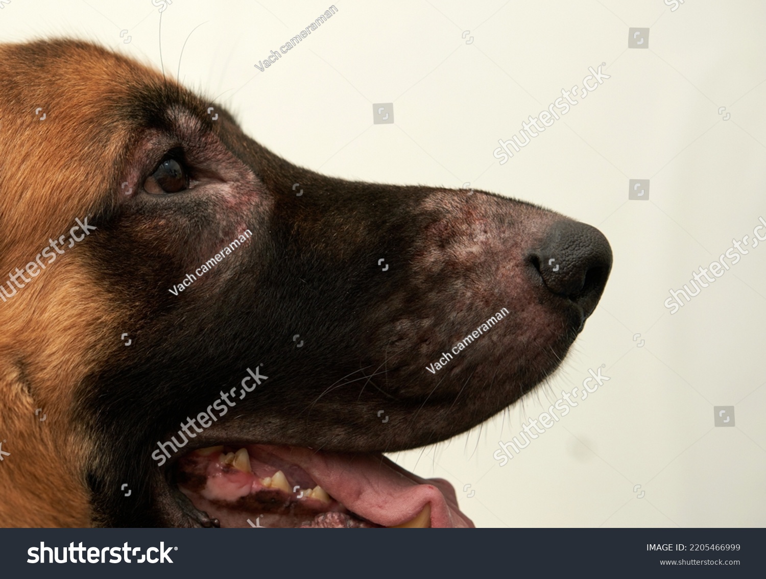 Dog Face Leprosy Lesion Dermatitis Stock Photo 2205466999 Shutterstock