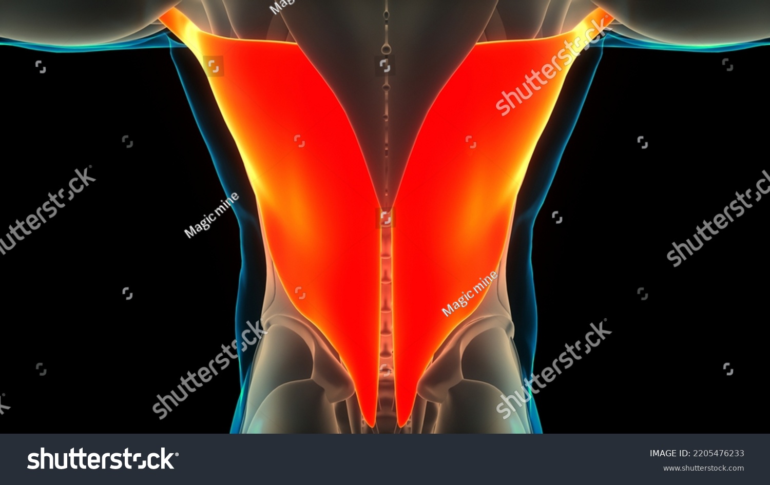 Human Muscular System Torso Muscles Latissimus Stock Illustration Shutterstock